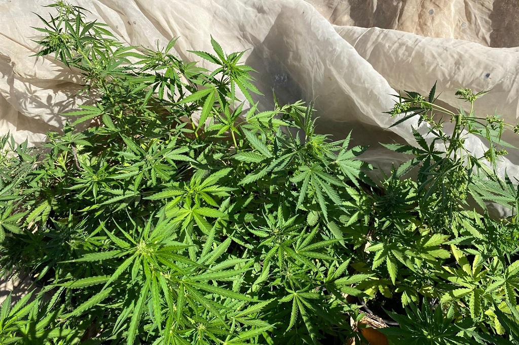 أشتال يشتبه أنها الماريجوانا المخدرة ضبطتها الشرطة في بلدة زعترة جنوب بيت لحم